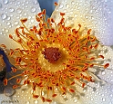 Water drops - (IMG_6531_1rid_2)